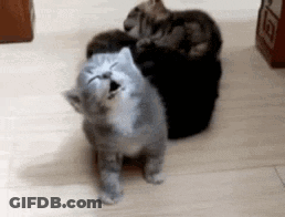 A Group Of Kittens Are Sitting On A Wooden Floor . GIF