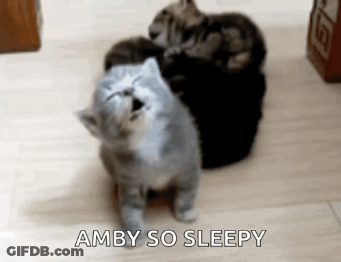 A Group Of Kittens Are Sitting On A Wooden Floor And One Of Them Is Yawning . GIF
