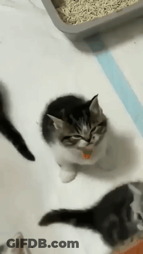 Kittens Sitting On White Blanket GIF
