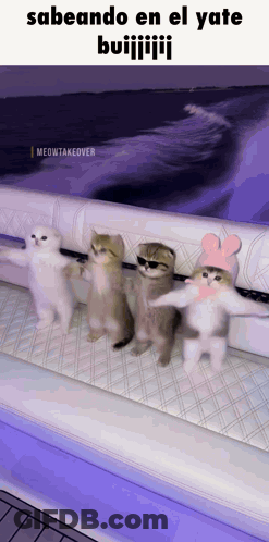 A Group Of Kittens Are Standing On A Boat With The Caption " Sabeando En El Yate " GIF