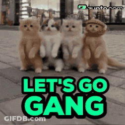 A Group Of Kittens Standing Next To Each Other With The Words Let 'S Go Gang GIF