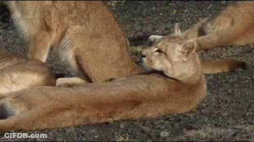 A Group Of Lions Are Laying On The Ground Looking At Something GIF