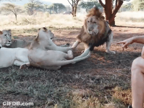 A Group Of Lions Are Playing With A Man 'S Hand In A Field GIF