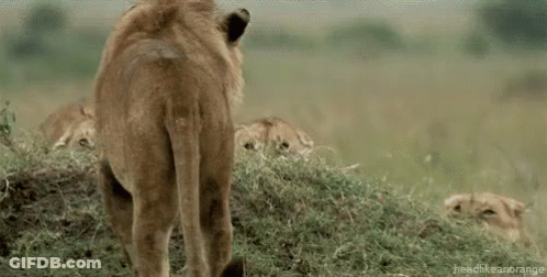 A Group Of Lions Are Standing Next To Each Other In A Field With Their Mouths Open . GIF