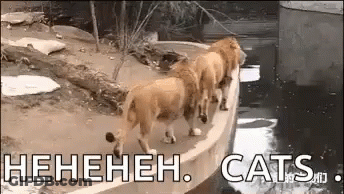 A Group Of Lions Are Standing Next To Each Other On A Ledge Overlooking A Body Of Water . GIF
