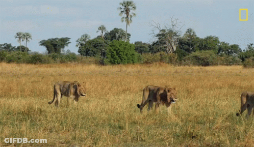 A Group Of Lions Are Walking In A Field With A National Geographic Logo In The Background GIF