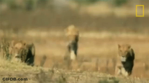 A Group Of Lions Are Walking Through A Field With A National Geographic Logo In The Corner . GIF