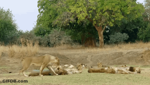 A Group Of Lions Laying In The Grass With Trees In The Background GIF