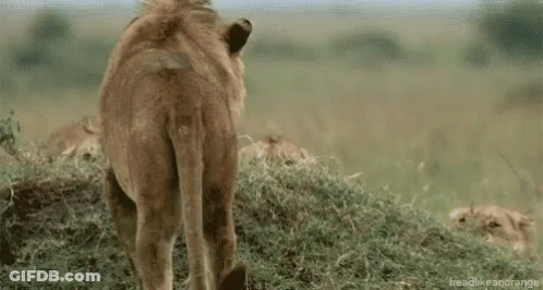 A Group Of Lions Standing Next To Each Other In A Field Eating Grass . GIF