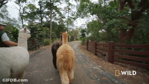 A Group Of Llamas Are Walking Down A Path With A National Geographic Logo Behind Them GIF
