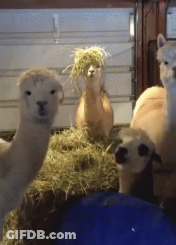 A Group Of Llamas Standing Next To Each Other With Hay On Their Faces GIF