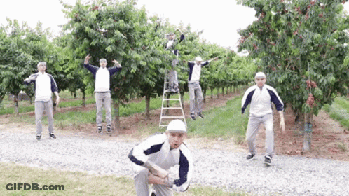 A Group Of Men Are Picking Cherries From A Tree GIF