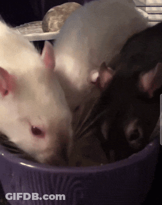A Group Of Mice Are Sitting In A Purple Bowl Eating Food GIF