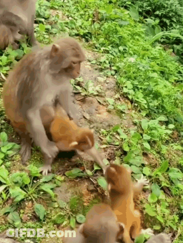 A Group Of Monkeys Are Playing With Each Other In A Grassy Area GIF