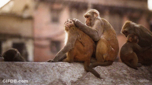 A Group Of Monkeys Are Sitting On A Stone Wall With Replay Written On The Bottom Right Corner GIF