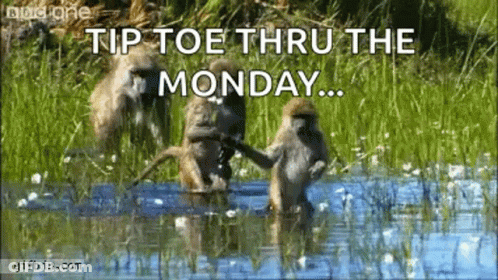 A Group Of Monkeys Are Standing In A Body Of Water . GIF