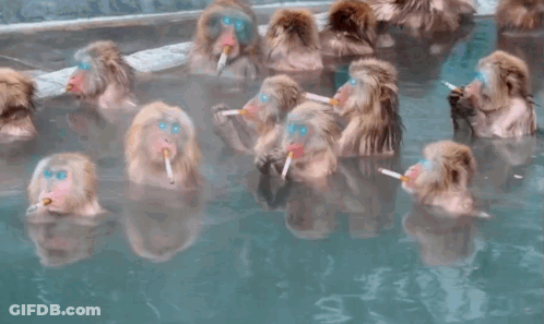 A Group Of Monkeys Are Swimming In A Pool And Smoking Cigarettes . GIF
