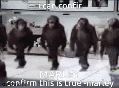 A Group Of Monkeys Walking Down A Street With A Caption That Says `` I Can Confirm Marley Confirm This Is True Marley '' GIF