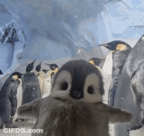 A Group Of Penguins Are Standing Around A Baby Penguin GIF