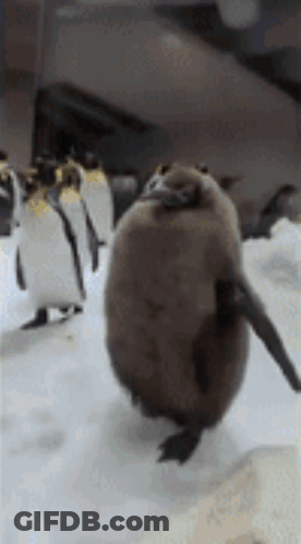 A Group Of Penguins Are Standing On Top Of A Snow Covered Field . GIF