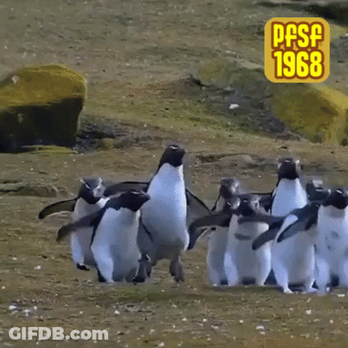 A Group Of Penguins Are Walking Across A Grassy Field With A Pfsf 1968 Sign In The Background GIF