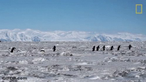 A Group Of Penguins Are Walking Across A Snowy Field With Mountains In The Background GIF