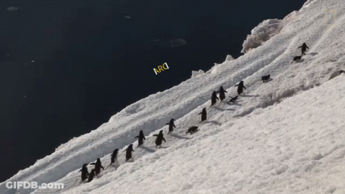 A Group Of Penguins Are Walking Down A Snowy Hill With A Yellow Sign That Says Arg GIF