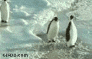 A Group Of Penguins Are Walking In The Snow . GIF