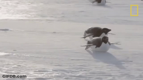 A Group Of Penguins Are Walking In The Snow With A National Geographic Logo In The Background GIF