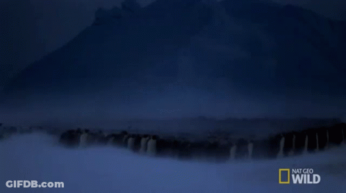 A Group Of Penguins Are Walking In The Snow With Mountains In The Background And National Geographic Wild Written On The GIF