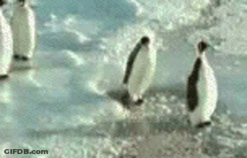 A Group Of Penguins Are Walking On Ice GIF