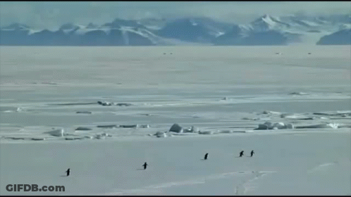 A Group Of Penguins Are Walking Through A Snowy Field With The Words But Why Behind Them GIF