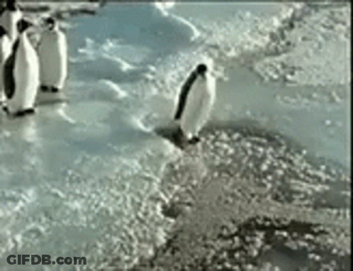 A Group Of Penguins Standing On Top Of A Pile Of Ice . GIF