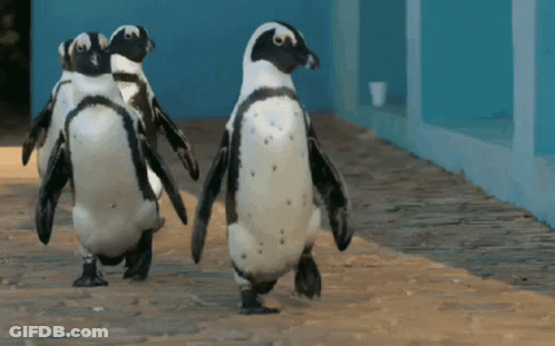 A Group Of Penguins Walking On A Sidewalk With A Blue Background GIF
