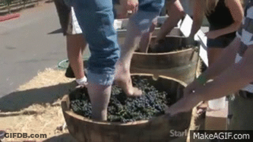 A Group Of People Are Pounding Grapes With Their Feet In A Wooden Barrel . GIF