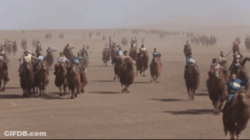 A Group Of People Are Riding Camels In The Desert And One Of Them Is Wearing A Shirt That Says Nb GIF