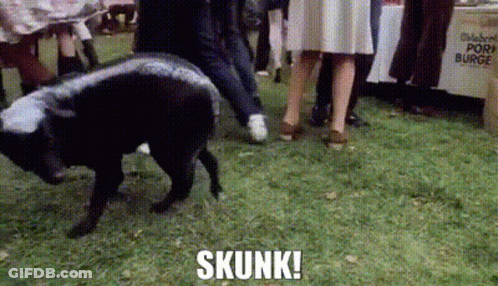 A Group Of People Are Standing Around A Skunk In The Grass GIF