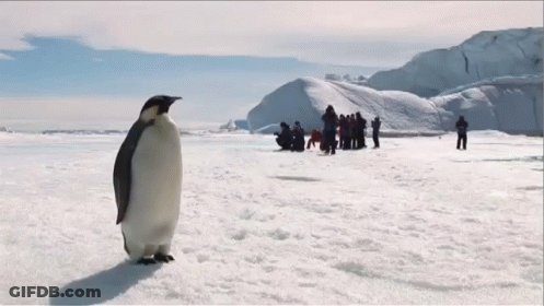 A Group Of People Are Standing In The Snow While A Penguin Stands In The Foreground GIF