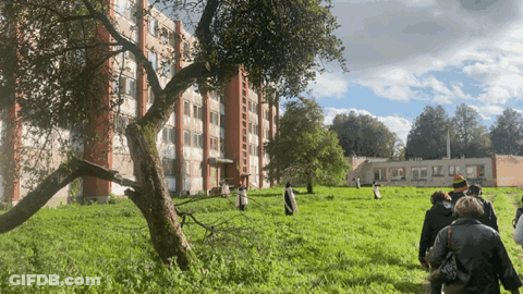 A Group Of People Are Walking Through A Grassy Field With A Building In The Background GIF
