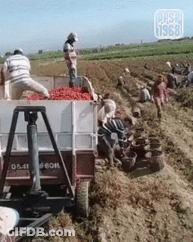 A Group Of People Are Working In A Field With The Year 1968 On The Bottom Right GIF