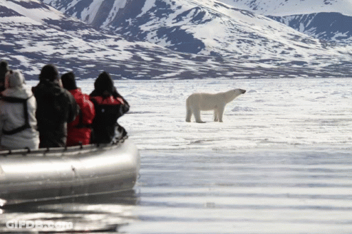 A Group Of People Looking At A Polar Bear Standing In The Water GIF