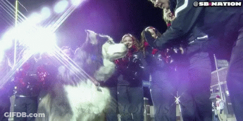 A Group Of People Standing Around A Husky Dog With A Sb Nation Logo On The Bottom GIF