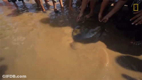 A Group Of People Standing In A Muddy Puddle With A National Geographic Logo On The Bottom Right GIF