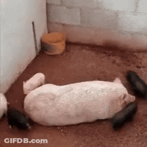 A Group Of Pigs Are Laying On The Ground In A Corner Of A Room . GIF