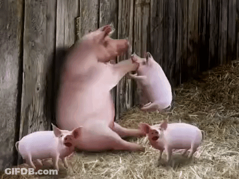 A Group Of Pigs Are Standing Next To A Wooden Wall In A Barn . GIF