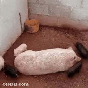 A Group Of Pigs Laying On The Ground In A Room . GIF