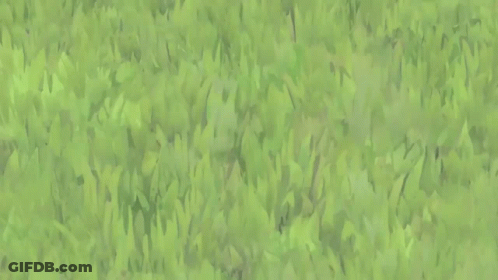 A Group Of Pokemon Standing On Top Of A Grassy Hill With A Mountain In The Background GIF