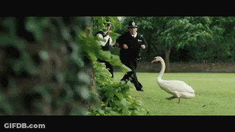 A Group Of Police Officers Are Chasing A White Swan In A Park . GIF