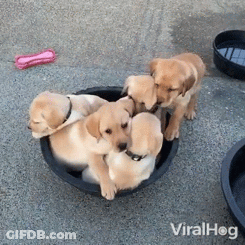 A Group Of Puppies Are Playing In A Black Bowl . GIF