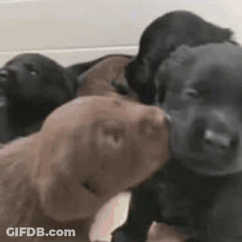 A Group Of Puppies Are Sitting Next To Each Other And One Is Kissing The Other . GIF